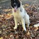 American Akita boy 9 months old £400