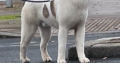 American Akita boy 9 months old £400