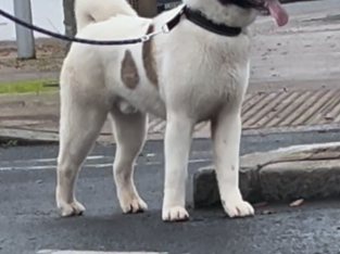 American Akita boy 9 months old £400