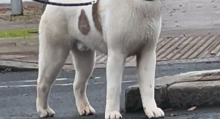 American Akita boy 9 months old £400