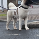 American Akita boy 9 months old £400