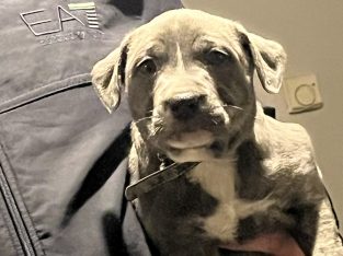 Staffy girl 8 weeks old £300