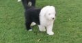 Old english sheepdog puppies.