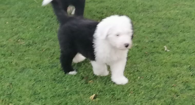 Old english sheepdog puppies.