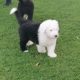 Old english sheepdog puppies.