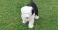 Old english sheepdog puppies.