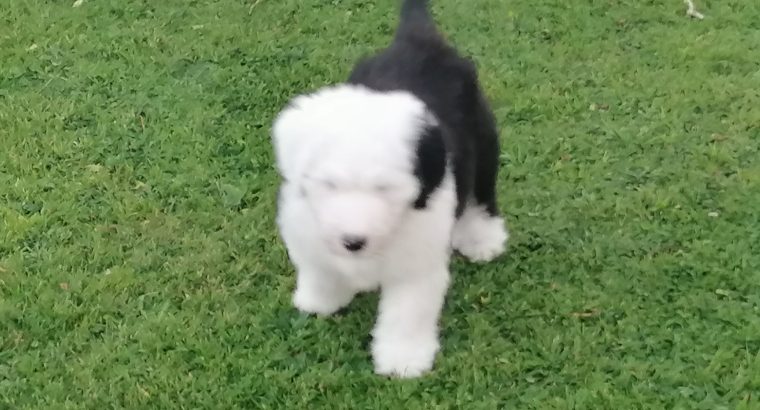 Old english sheepdog puppies.