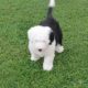 Old english sheepdog puppies.