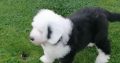 Old english sheepdog puppies.