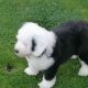 Old english sheepdog puppies.