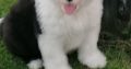 Old english sheepdog puppies.