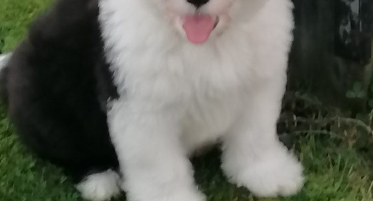 Old english sheepdog puppies.