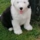 Old english sheepdog puppies.