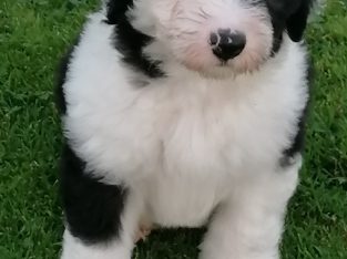 Old english sheepdog puppies.