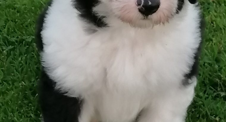 Old english sheepdog puppies.