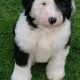 Old english sheepdog puppies.