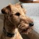 Irish Terrier