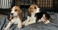 Beagle Puppies