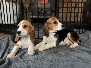 Beagle Puppies