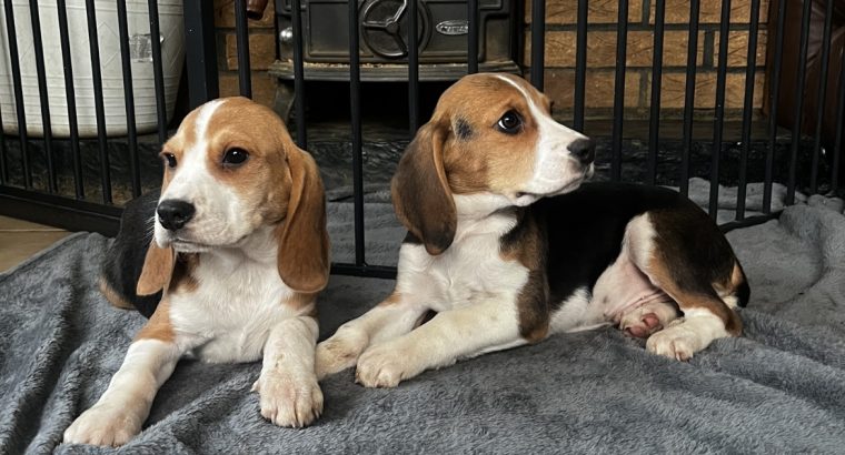 Beagle Puppies