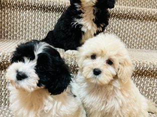 Shipoo Puppies For Sale