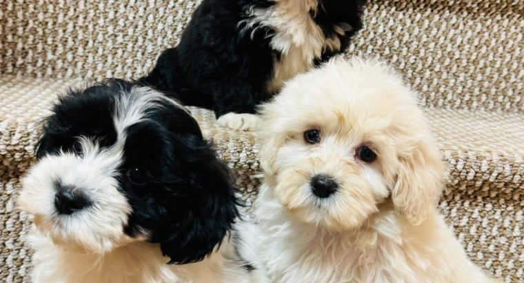 Shipoo Puppies For Sale