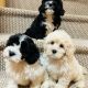 Shipoo Puppies For Sale