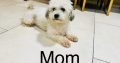 Shih Tzu x Toy Poodle (Shipoo) Puppies