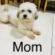 Shih Tzu x Toy Poodle (Shipoo) Puppies