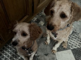 Cavapoo, Cockapoo mix