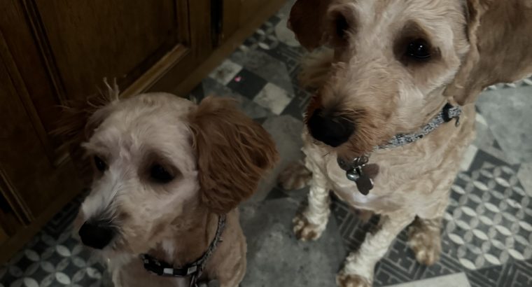 Cavapoo, Cockapoo mix