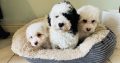 Shih Tzu x Toy Poodle (Shipoo) Puppies