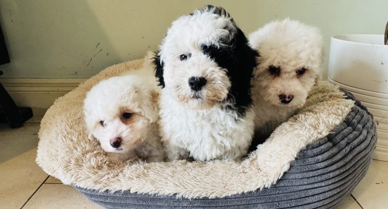 Shih Tzu x Toy Poodle (Shipoo) Puppies