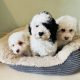 Shih Tzu x Toy Poodle (Shipoo) Puppies