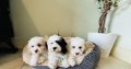 Shih Tzu x Toy Poodle (Shipoo) Puppies