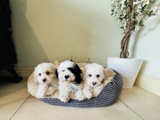 Shih Tzu x Toy Poodle (Shipoo) Puppies