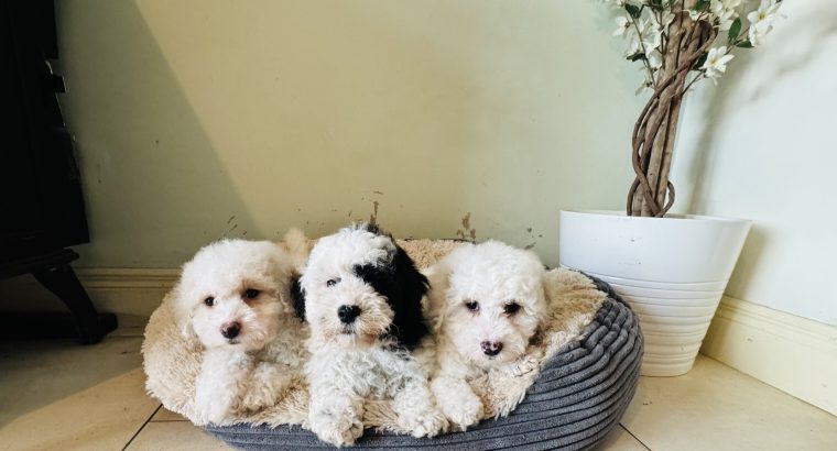 Shih Tzu x Toy Poodle (Shipoo) Puppies