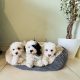 Shih Tzu x Toy Poodle (Shipoo) Puppies