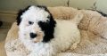 Shih Tzu x Toy Poodle (Shipoo) Puppies