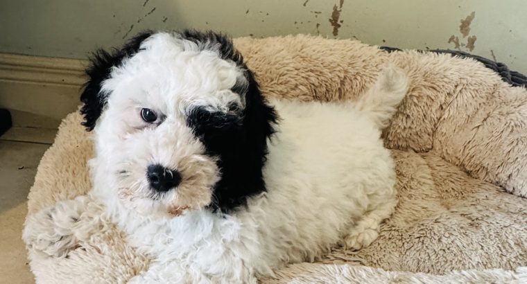 Shih Tzu x Toy Poodle (Shipoo) Puppies