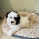 Shih Tzu x Toy Poodle (Shipoo) Puppies