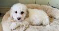 Shih Tzu x Toy Poodle (Shipoo) Puppies