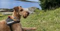 Irish Terrier