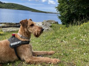 Irish Terrier