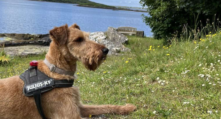 Irish Terrier