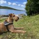 Irish Terrier