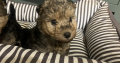 Lakeland terrier pups