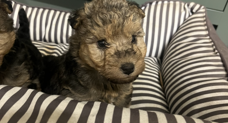 Lakeland terrier pups