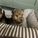 Lakeland terrier pups