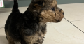 Lakeland terrier pups